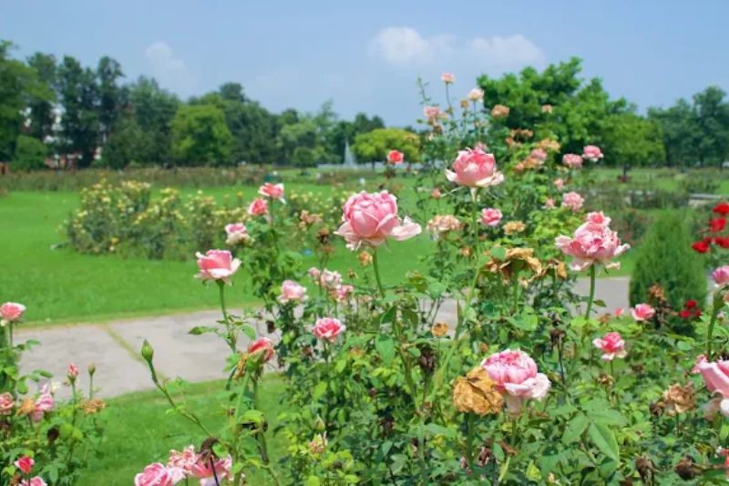 Rose Garden  Chandigarh